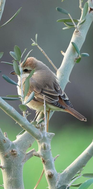 Hatayda ilk kez Türkistan örümcekkuşu görüldü