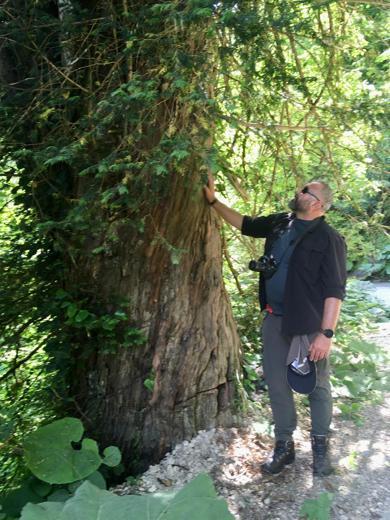 Prof. Dr. Aksoy: Karadeniz’in binlerce yıllık porsuk ağaçları tehlike altında