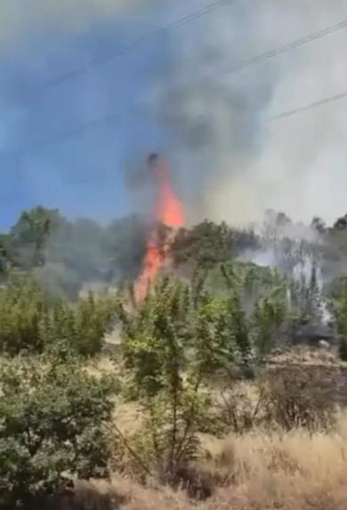 Bursada çıkan orman yangını kontrol altında