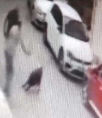 Sokak köpeğine kemerle vuran şüpheli gözaltında