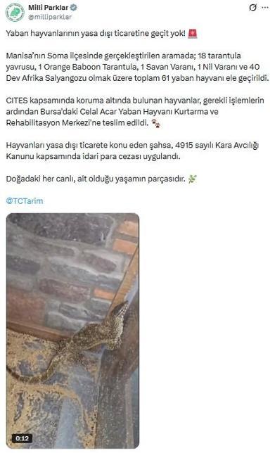 Manisada 61 yaban hayvanına el konuldu