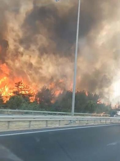 İzmir’de orman yangını