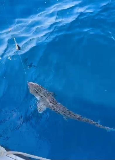 Saros Körfezine atılan oltaya 25 kiloluk köpek balığı takıldı