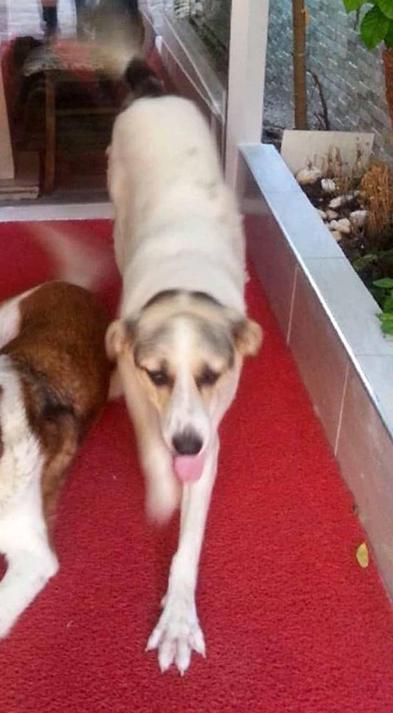 Havladığı gerekçesiyle köpeği vurup öldüren emekli polis hakkında yakalama emri
