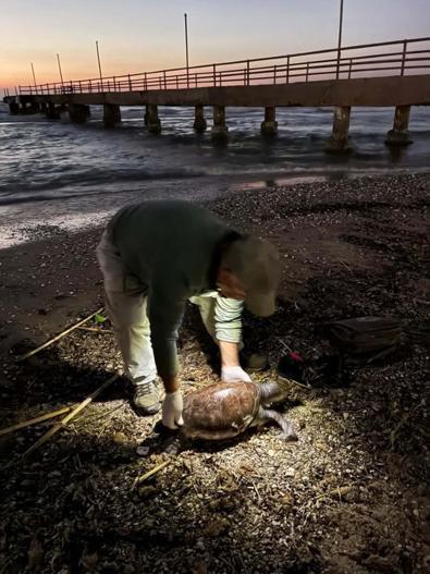 Kuşadası’nda aynı gün 3 deniz kaplumbağası ölü bulundu