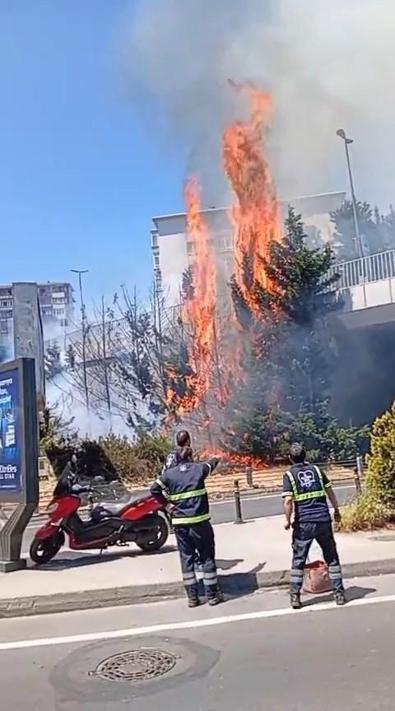 Beşiktaşta ağaçlık alanda yangın