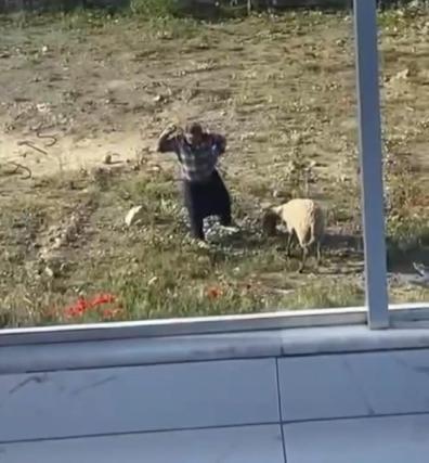 Koyuna kalın iple vurup, defalarca tekmeleyen şüpheli tutuklandı