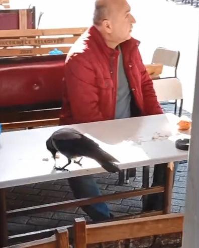 Küçükçekmecede önce şeker sonra ekmek verdiği kargayı elleriyle besledi