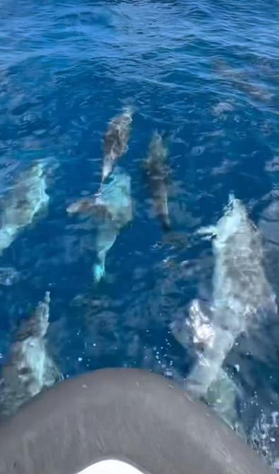 Saros’ta teknenin yanında yüzen yunus sürüsü kamerada