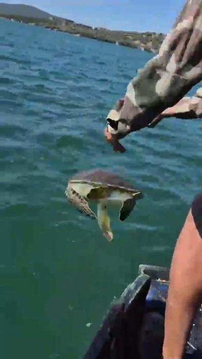 Milasta pet şişe bağlanmış caretta carettayı denize açılıp kurtardılar