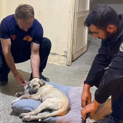 Sivasta yavru köpeğe sopayla şiddete para cezası