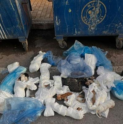 İzmir’de 33 kedinin ölü bulunduğu olayda yeniden gözaltına alınan veteriner tutuklandı