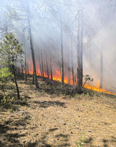 Eskişehir’de orman yangını