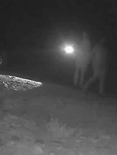 Ormanda bozayı vuran kaçak avcılara toplam 170 bin TL ceza