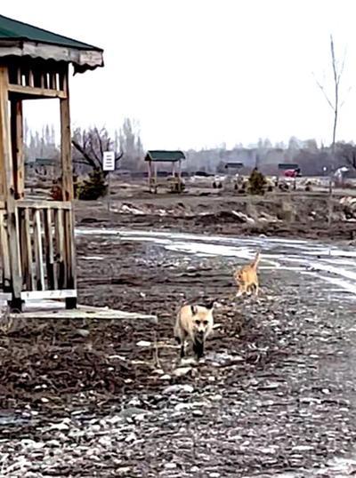 Sokak kedisi ile tilki, birlikte görüntülendi