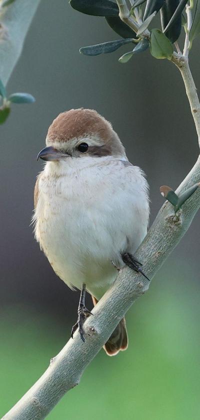 Hatayda ilk kez Türkistan örümcekkuşu görüldü