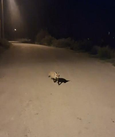 Kedi ve tilkilerin yan yana beslendiği anlar kamerada