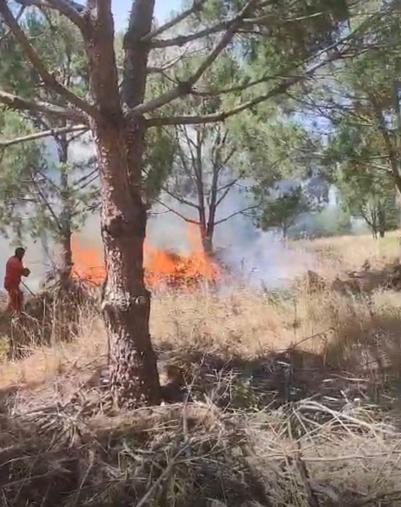 Bursada ağaçlık alanda yangın
