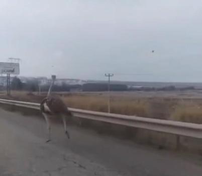 Diyarbakırda bahçeden kaçan deve kuşu, 3 gün sonra bulundu