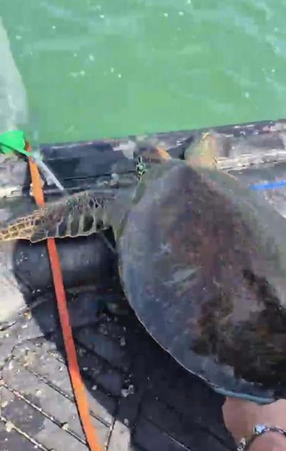 Milasta pet şişe bağlanmış caretta carettayı denize açılıp kurtardılar