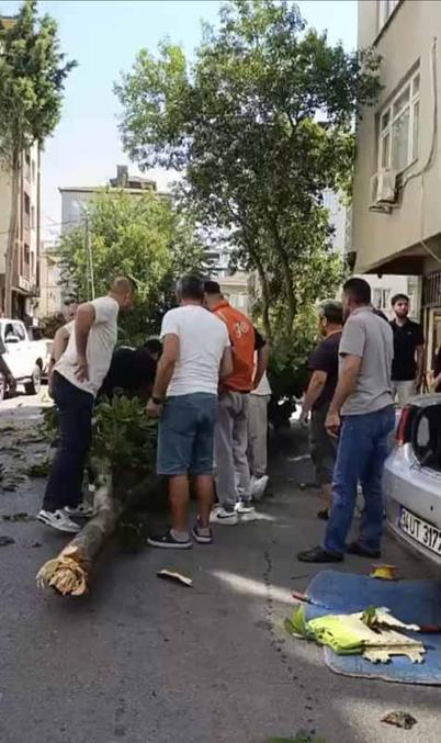 Kartal’da üzerine ağaç devrilen tiyatro oyuncusu ağır yaralandı