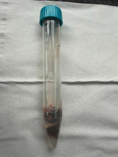 Fethiyede aracın çarpması sonucu ölen kurt, TÜBİTAK projesine ışık tutacak