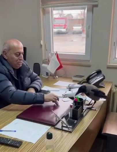Belediye başkanı, odasına giren kargayı besledi