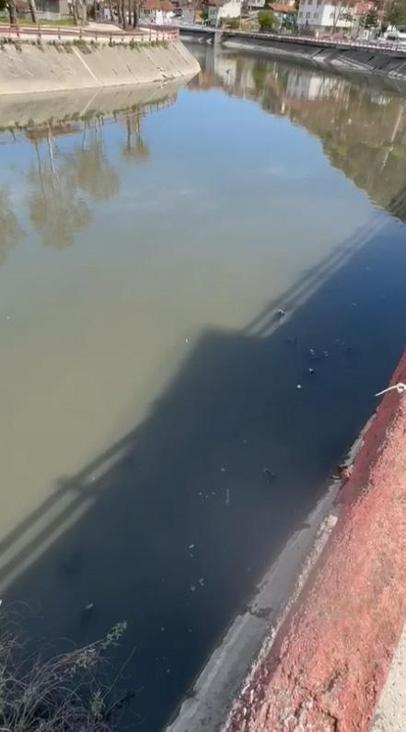 Yeşilırmak’ta balıkların ardından ördek ve kaz ölümleri görülmeye başlandı