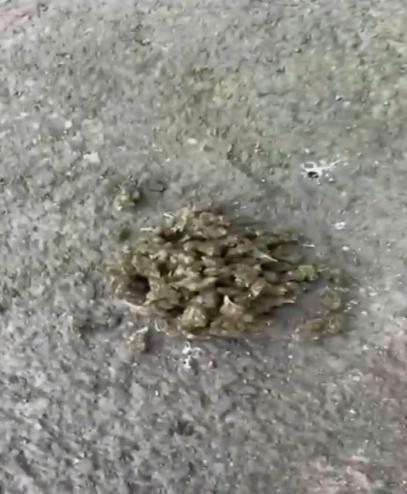 Maltepede uyuşturucu operasyonu: 5 gözaltı