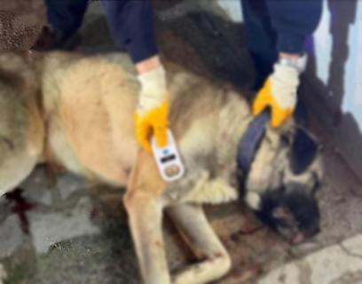 3 kişiye saldırıp ısıran köpek, tabancayla vuruldu; o anlar kamerada