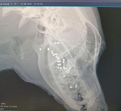 Ağzına tüfekle ateş açılan köpeğin dili koptu