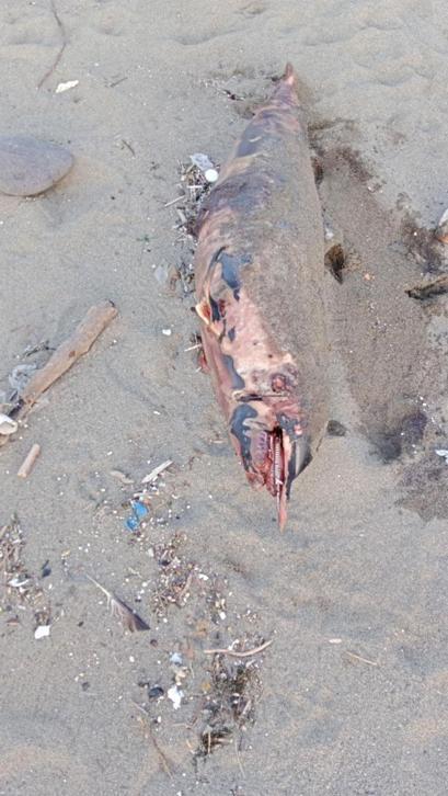 Trabzonda sahilde ölü yunus bulundu