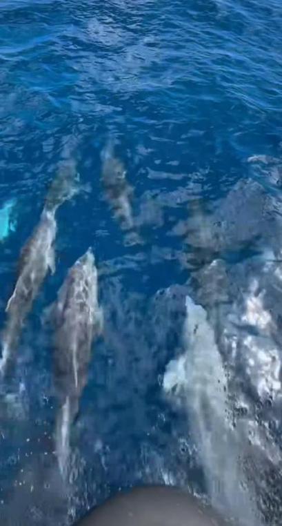 Saros’ta teknenin yanında yüzen yunus sürüsü kamerada