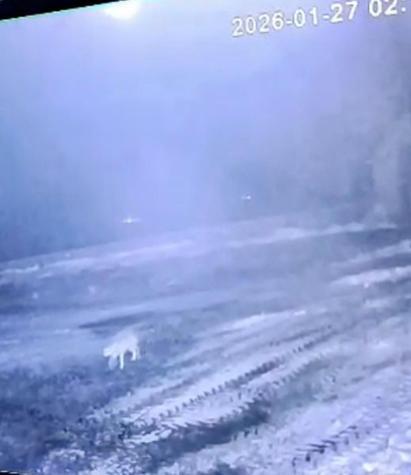 Sisli havada köye inen kurt, ağıldaki 200 koyunu öldürdü