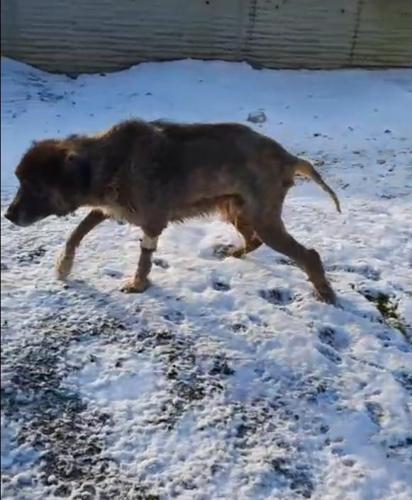 Üzerinden otomobil geçen köpek yürümeye başladı