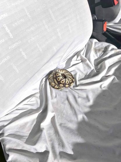 Cebinden yavru piton çıkan kişiye para cezası