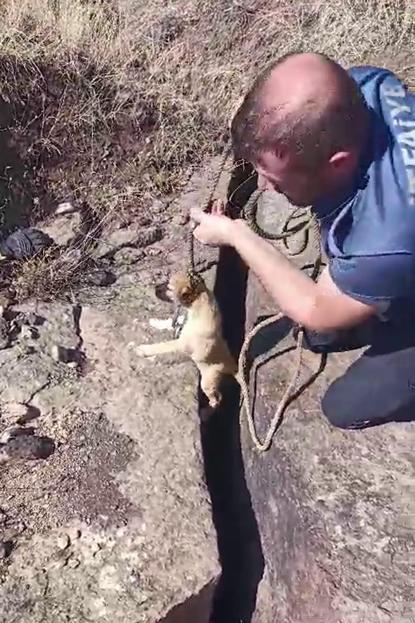 Kayaların arasına düşen yavru köpek, kurtarıldıktan sonra ilk annesini emdi