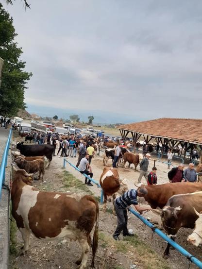 Tosyada şap karantinası