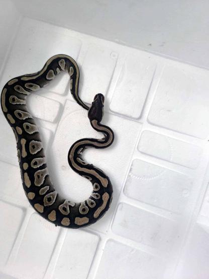 Cebinden yavru piton çıkan kişiye para cezası