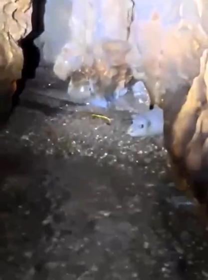 Akdeniz fokları insan baskısıyla mağaralara sığınıyor