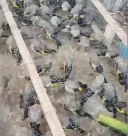 Traktörün römorkunda 2 bin 114 saka ele geçirildi; sürücüye 19,8 milyon TL ceza kesildi