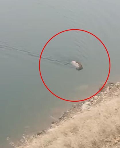 Dağ keçisi baraj gölünü yüzerek geçti; o anlar kamerada