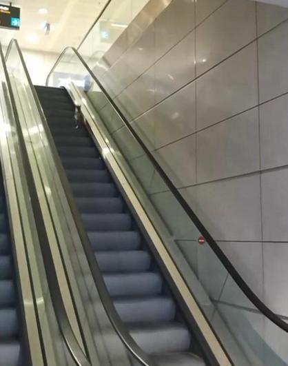 Havalimanında kedinin yürüyen merdivenle imtihanı