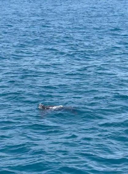 Okyanuslarda yaşayan deri sırtlı deniz kaplumbağası İstanbul Boğazında