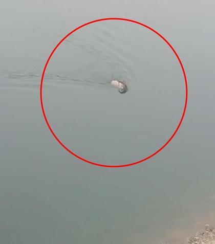 Dağ keçisi baraj gölünü yüzerek geçti; o anlar kamerada