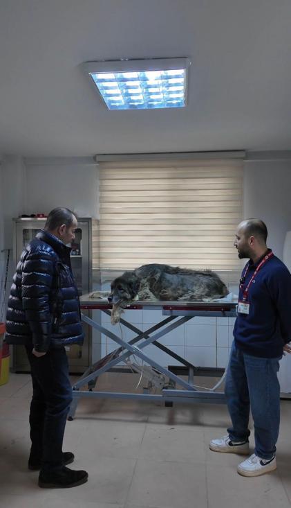 Otomobilin üzerinden geçtiği köpeğin vücudunda yüzlerce saçma izine rastlandı