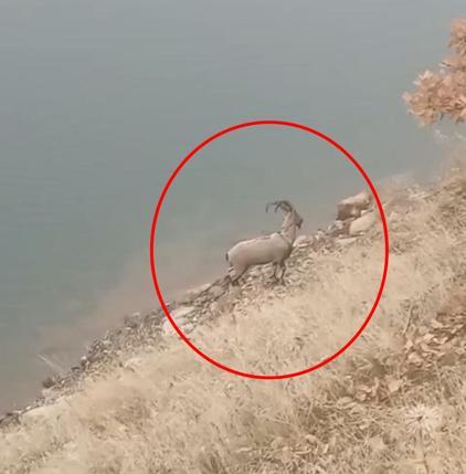 Dağ keçisi baraj gölünü yüzerek geçti; o anlar kamerada