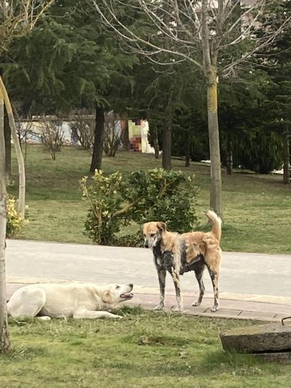 Kampüste köpek saldırısına uğradı