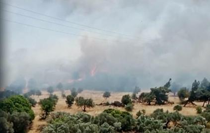 İzmirde çıkan orman yangını kontrol altında; 4 gözaltı