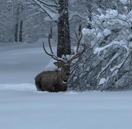 Karla kaplı Kuzuyayla Tabiat Parkında kızılgeyik kamerada
